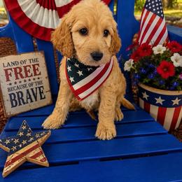 Lilly - Apricot female Irish Doodle puppy in Maryland from Grind Stone Breeding Kennels