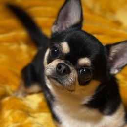 Guido - Chihuahua