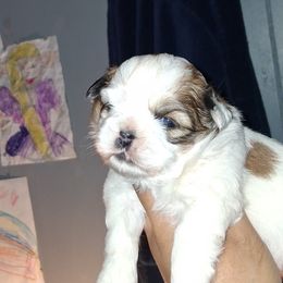 Boy 1 - Gold and white male Shih Tzu puppy in Birmingham, Alabama from K&D kennels
