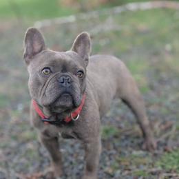 Buster - French Bulldog