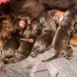 Male 1 - Chocolate male Cavalier King Charles Spaniel puppy in Ellisville, Mississippi from Malu Lani Cavaliers