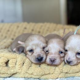 Dachshund and French Bulldog Puppies from Country Bumpkins