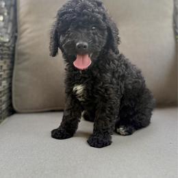Gracie - Black female Cavapoo puppy in Goldsboro, North Carolina from The Grantham House