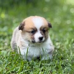 Boy 1- white - Red male Pembroke Welsh Corgi puppy in Glenwood, Minnesota from Minnewaska Corgi Co