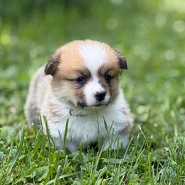 Boy 1- white - Red male Pembroke Welsh Corgi puppy in Glenwood, Minnesota from Minnewaska Corgi Co