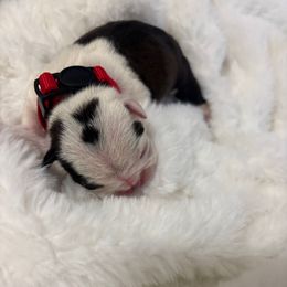 Girl 1 - Brindle and white female Boston Terrier puppy in Sunnyside, Washington from Boston Terriers