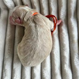 AKC Orange Collar - Red male Havanese puppy in Dallas, Georgia from West Cobb Dogs