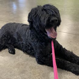 Ennis - Black Russian Terrier