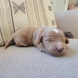 Dash - Apricot male Goldendoodle puppy in Mayville, Michigan from Guiding Light Doodles