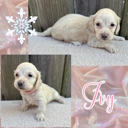 Ivy - Cream female Dachshund puppy in Jonesboro, Illinois from Twin Hills Dachshunds