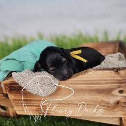 OG1-3 (Yellow collar) - Black and cream female Dachshund puppy in Martin City, Montana from FleuryDachs