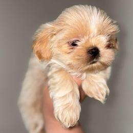 Snowy - White male Shih Tzu puppy in Azusa, California from RJ Shih Tzu lover