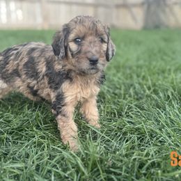 Sally - Merle female Bernedoodle puppy in Bennett, Colorado from Darling Paws Bernedoodles, LLC