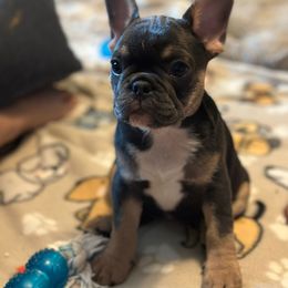 French Bulldog Puppies from McDaniel Farm and Fowl