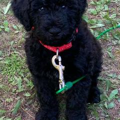 Poodle and Whoodle Puppies from Twin Pines