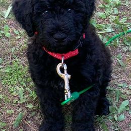 Poodle and Whoodle Puppies from Twin Pines