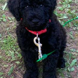 Poodle and Whoodle Puppies from Twin Pines