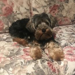 Yorkshire Terriers from Simplyyorkies