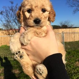 Lake Road Doodles breeder of Goldendoodle