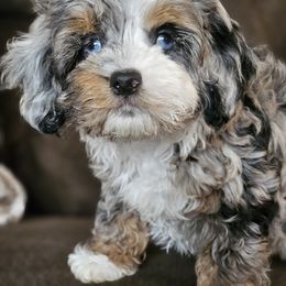 Aussiedoodle, Cockapoo, and Goldendoodle Puppies from Hilltop Doodles KY LLC