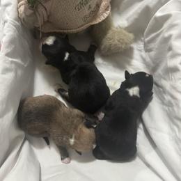 Red Girl - Red female Pembroke Welsh Corgi puppy in Griffin, Georgia from Rollnoaks & Cottontail AKC Pembroke Welsh Corgis