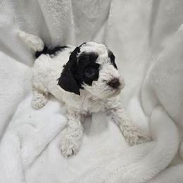 Jasmine - Parti female Poodle puppy in Puyallup, Washington from Pure Parti Poodles