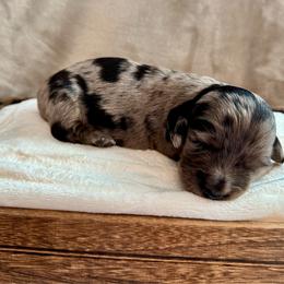 Girl 2 - Dapple female Dachshund puppy in Franklin, Tennessee from Wendy's Weenies