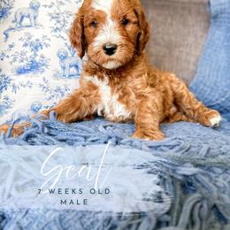 Seal - Red  male Goldendoodle puppy in Garden Grove, California from Sunkissed Doodles