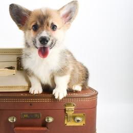 Bucky - Sable male Pembroke Welsh Corgi puppy in San Antonio, Texas from Moxxi's Legacy Corgis