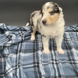 Partridge - Blue merle and white male Collie puppy in Bamberg, South Carolina from Shakhor Ohr Collies and Pomeranians
