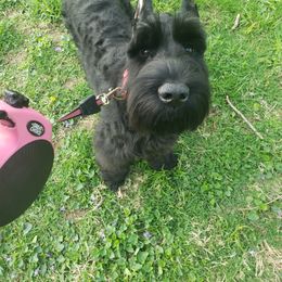 Giant Schnauzer Puppies from Surefoot Giant Schnauzers
