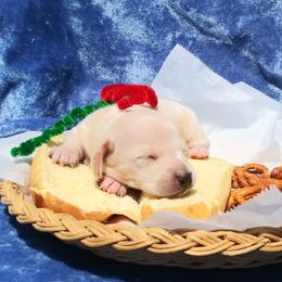 Dachshund Puppies from Cuddlehound Kennels