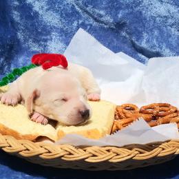 Dachshund Puppies from Cuddlehound Kennels