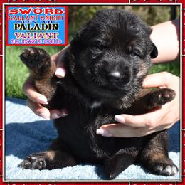 Sword a Gallant Knight - Black and tan male German Shepherd puppy in Murrieta, California from Diamond Oaks German Shepherds