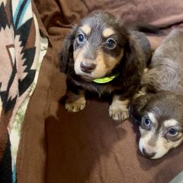 Sky - Chocolate and tan female Dachshund puppy in California from Wild Weenies - Dachshund Ranch