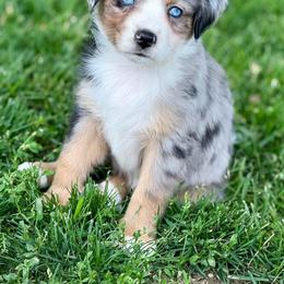 Miniature Australian Shepherd and Toy Australian Shepherd Puppies from Kickapoo Creek Toy & Mini Aussies