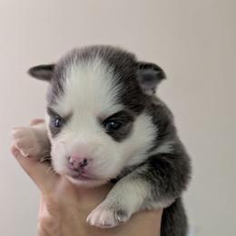 Breezy -  Female - Blue female Pomsky puppy in Hurleyville, New York from My Crazy Pomskys
