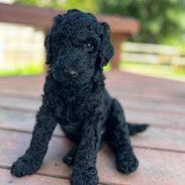Denali (purple collar) - Black male Poodle puppy in Batavia, Ohio from The Livezey Standard-CKCS and Standard Poodles