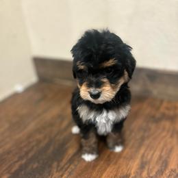 Joey - Black tri-color male Aussiedoodle puppy in Orleans, Indiana from Mae Blossom Puppies