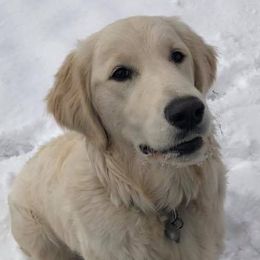 Golden Retrievers from Savannah Sunset Goldens