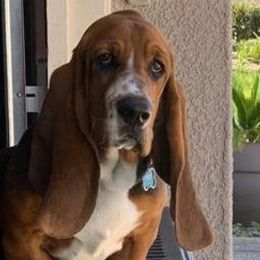 Basset Hounds from Ely’s Basset Hounds