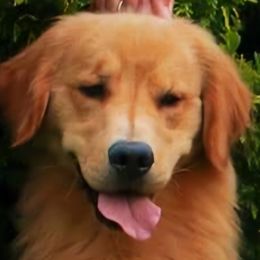 Axle - Golden Retriever