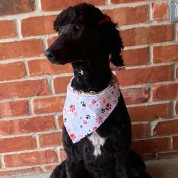 MOLLIE - Poodle