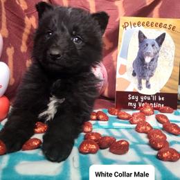 White Collar Male - Black male German Shepherd puppy in Cadet, Missouri from Working Valley Shepherds