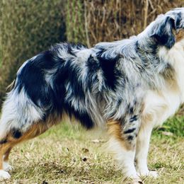 Kudrow - Toy Australian Shepherd