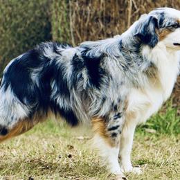 Kudrow - Toy Australian Shepherd