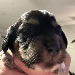 Darla - Piebald female Dachshund puppy in Griffin, Georgia from Always Trippin' Doxie Life