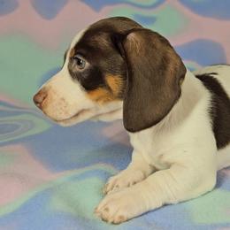 Dachshund Puppies from Newbern's Nuggets