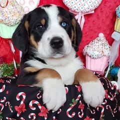 Greater Swiss Mountain Dogs from Wildest Dream Swissies