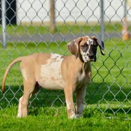 Fawnequin - Harlequin male Great Dane puppy in Golconda, Illinois from Breken Great Danes
